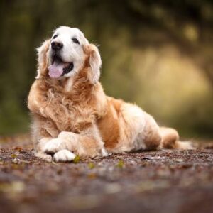 dog food